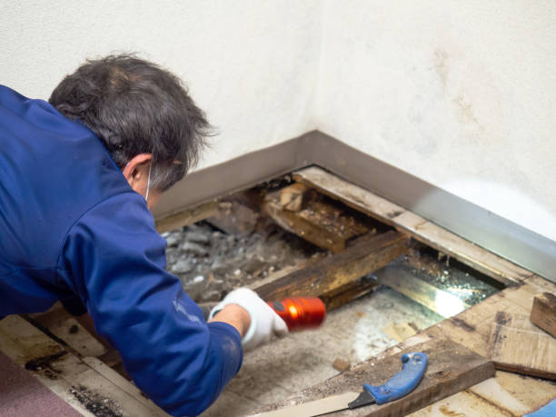 Best Emergency Mold Removal  in Jasper, TX