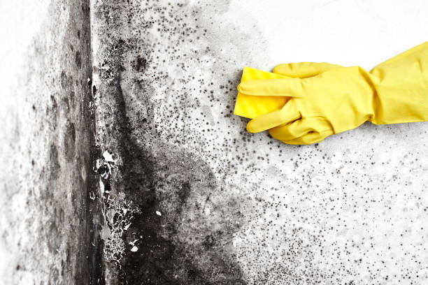 Mold Removal and Inspection in Jasper, TX