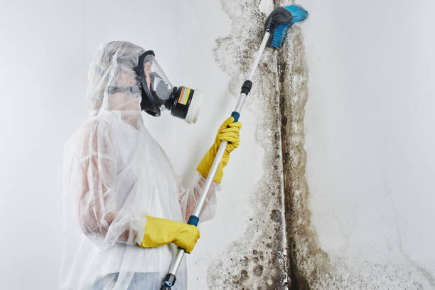 Best Commercial Mold Removal  in Jasper, TX