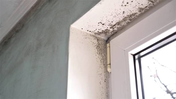 Best Residential Mold Removal  in Jasper, TX