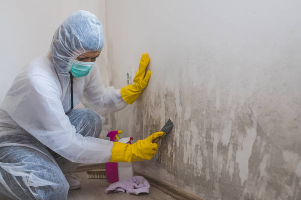 Best Residential Mold Removal  in Jasper, TX