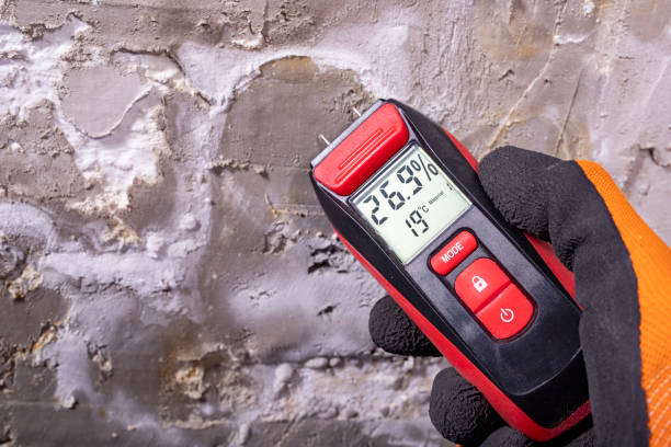Best Office Mold Removal Services  in Jasper, TX