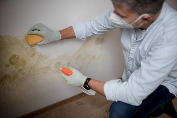 Best Certified Mold Removal  in Jasper, TX