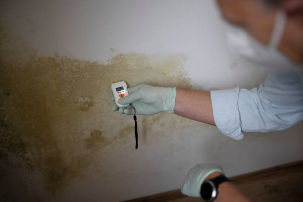 Best Residential Mold Removal  in Jasper, TX