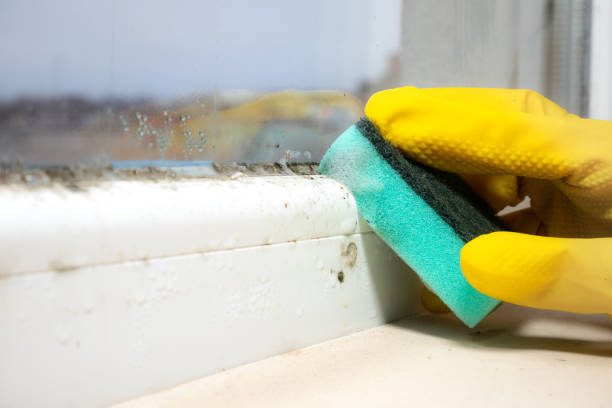 Best Toxic Mold Removal  in Jasper, TX