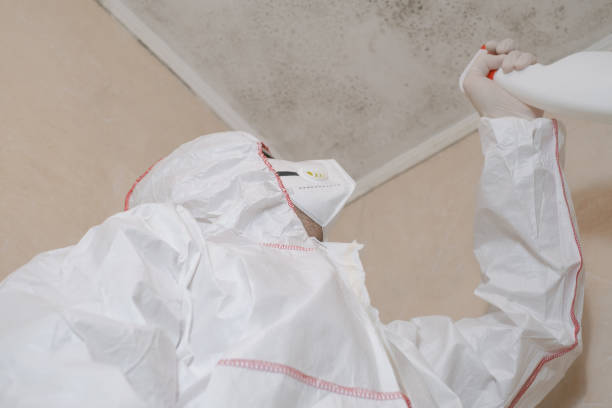 Certified Mold Removal in Jasper, TX