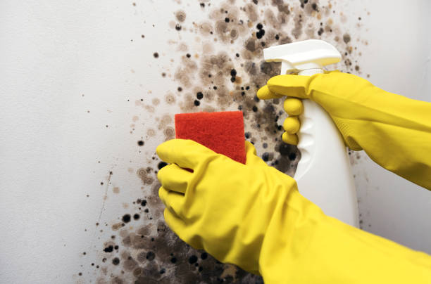 Best Fast Mold Removal  in Jasper, TX