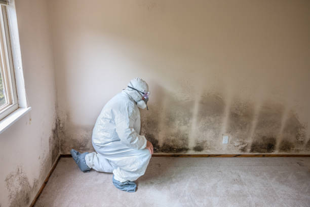 Best Mold Testing  in Jasper, TX