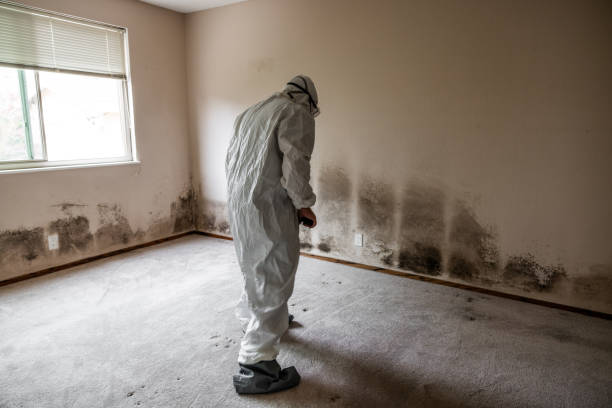 Best Office Mold Removal Services  in Jasper, TX