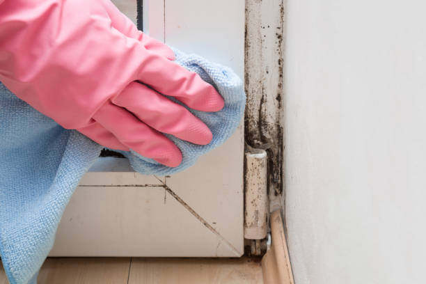 Best Affordable Mold Removal  in Jasper, TX